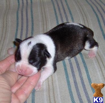 Puppies in OK